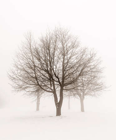 Winter scene of leafless trees in fog sepia toneの写真素材