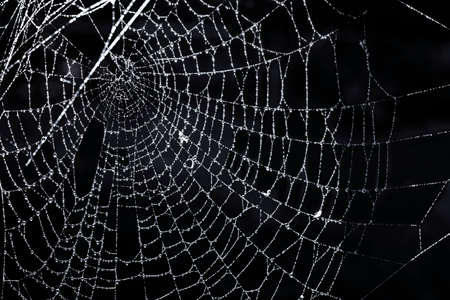 Closeup of spider web with dew against black backgroundの写真素材