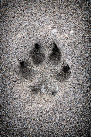Closeup of dog paw print in sandの写真素材