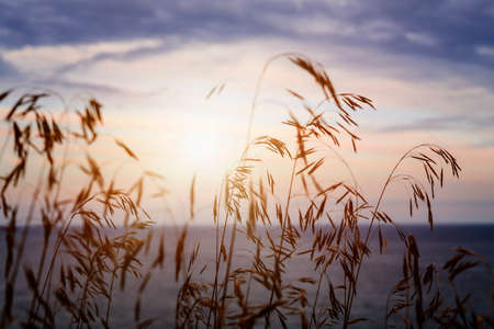 Tall grass stalks closeup against setting sun over sunset lake and skyの写真素材