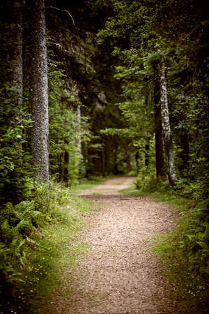 Path winding through lush green forest with tall old treesの写真素材
