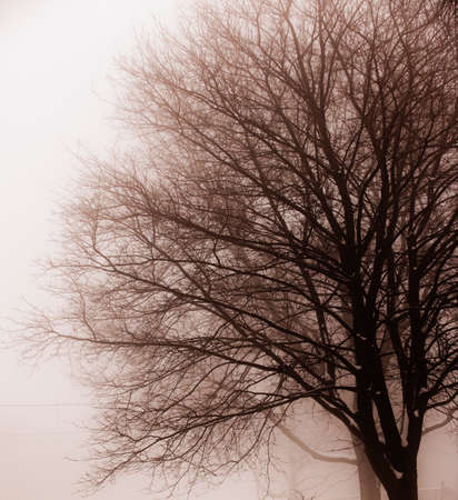 Foggy winter scene of single leafless tree in fogの写真素材