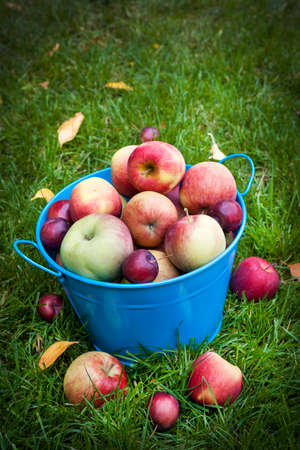 Fresh organic apples in blue pail on green grass with copy spaceの写真素材