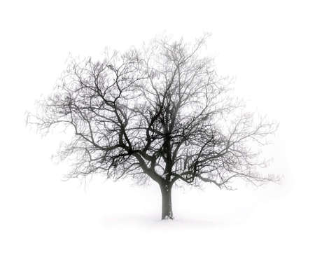 Single leafless tree in winter fog on white snow backgroundの写真素材