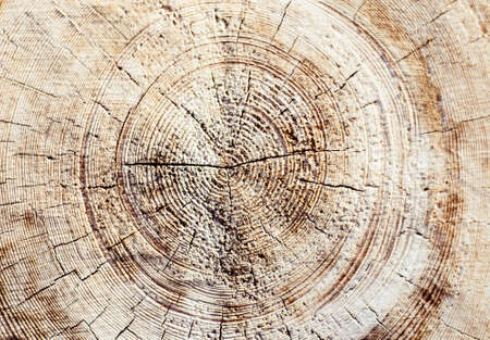 Background from a tree slice. Textured sawn logs close-up. Soft focus.の写真素材
