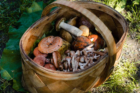 A variety of mushrooms in a wicker basket on the background of grass. Mushroom picking. Mushroom picker.の写真素材