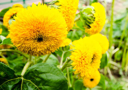 Bright yellow flowers of decorative sunflowers with many petals. Lush inflorescence.