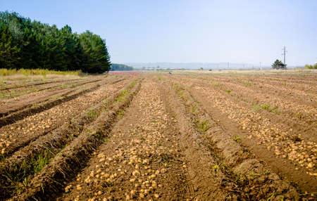The harvest of potatoes. Large potato fields with excavated tubers. Agricultural industry. Farming. Olericulture.の写真素材