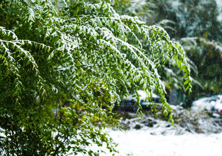 White snow lies on branches of a large Bush with green leaves. Approach of winter. Meteorological phenomenon.の写真素材