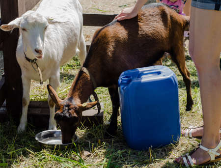 White and brown goats on farm drink water from a Cup. Pets. Agriculture and animal husbandry.の写真素材