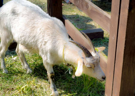 young white goat with long horns stands at the fence, head bowed. Pets. Agricultural animal husbandry. Farm.の写真素材