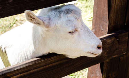 Portrait of young white goat at the fence close-up. Pets. Agriculture and animal husbandry. Farm.の写真素材
