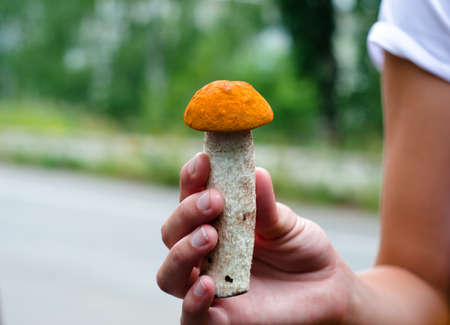 Forest mushroom in hand. Harvesting.の写真素材