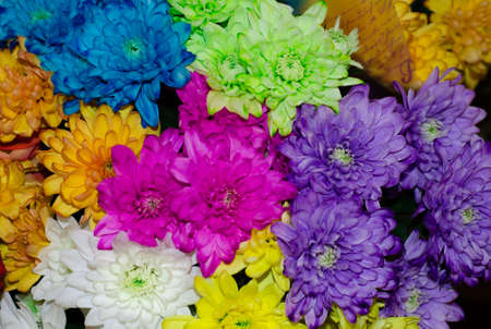 bouquet of colorful little chrysanthemums. Background of bright colors.の写真素材