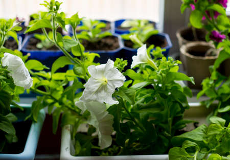 Seedlings of flowers at home. Growing petunias in pots for planting in open ground.の写真素材