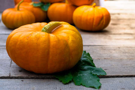 Ripe pumpkins on background of old boards. Harvest of vegetables. Autumn still life.の写真素材