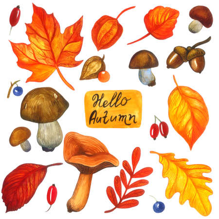 Set of autumn illustrations - colorful leaves, mushrooms, berries and text Hello Autumn. Isolated elements on white background. Watercolor illustration.の写真素材