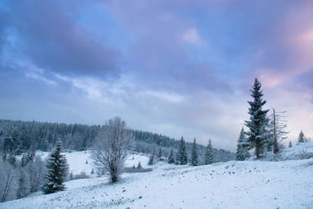 Beautiful winter landscape with snow covered trees. Carpathians, Ukraine. の写真素材