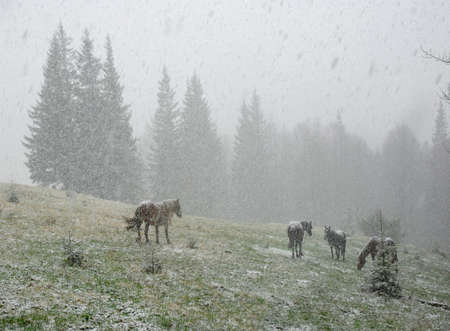 Horses in snowy winter forest