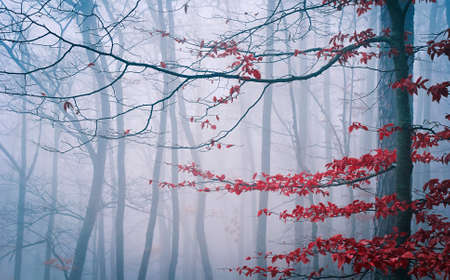 Tree in the misty autumn forestの写真素材