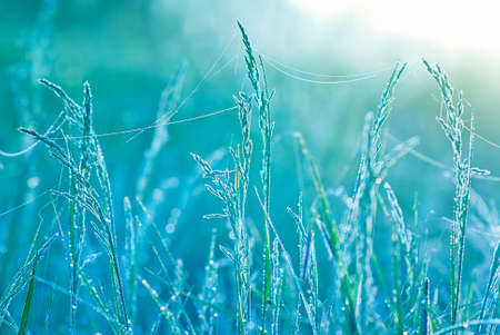 Beautiful grass with water drops. Shallow depth of fieldの写真素材