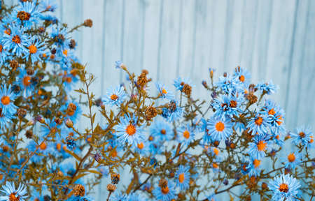 Blue daisy flowers on wooden background. Shallow depth of fieldの写真素材