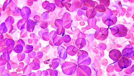 Clover leaves unusual color, backgroundの写真素材