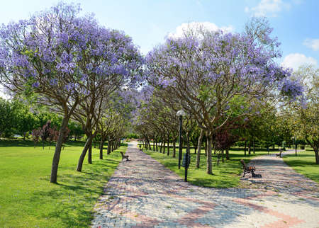 Beautiful alley with flowering trees in the parkの写真素材