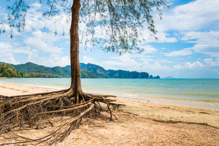 Amazing view of beautiful beach with tree in the foreground. Location: Krabi, Thailand, Andaman Sea. Artistic picture. Beauty world.の写真素材