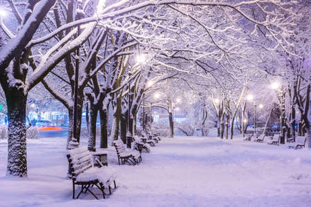 Amazing winter night landscape of snow covered bench among snowy trees and shining lights during the snowfall. Artistic picture. Beauty world.の写真素材
