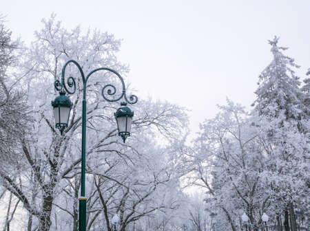 Winter landscape with frosty winter trees and street lightsの写真素材