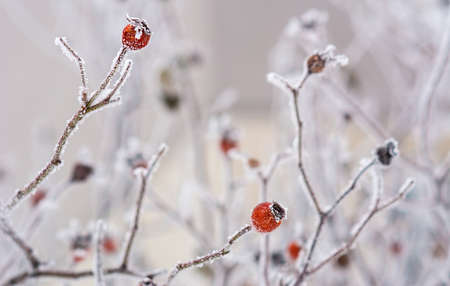 Branches of wild rose hips with red berries covered with hoarfrost in the winter garden. Shallow depth of field の写真素材
