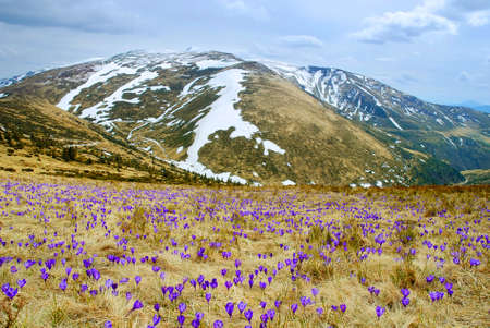 Beautiful spring landscape in Carpathians with blooming crocuses, Ukraineの写真素材
