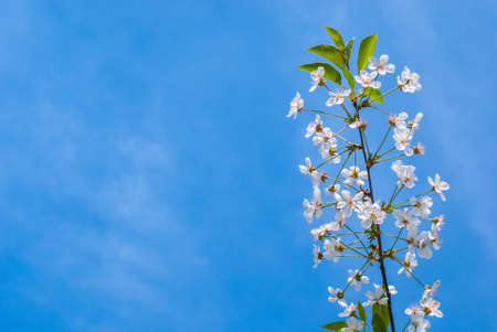 Photo of flowering branch of cherry tree in spring against the blue sky. Shallow depth of fieldの写真素材