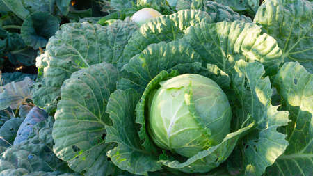 A large cabbage with leaves eaten by caterpillars in the farmers garden, illuminated by the sun