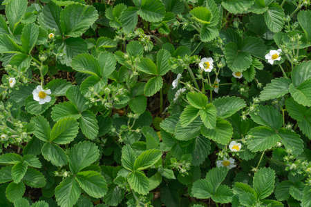 The flowering plant is a garden strawberry white flowers against the background of green leaves. The garden with your own hands. Eco-friendly productsの写真素材