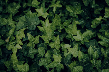 Photo of dark moody green leaves texture background with nice pattern. Clean environment. Organic...
