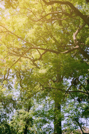 Green tops of trees with sun rays coming through leaves. Beautiful nature scenery.の写真素材