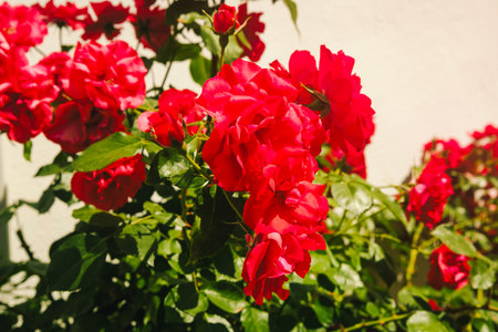 Detailed close up of garden full of red geranium flowers in bright day. Postcard and congratulation...