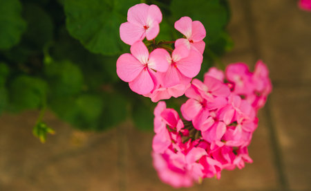 Detailed close up of garden full of pink geranium flowers in bright day. Postcard and congratulation print style with copy space.の写真素材