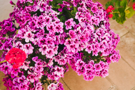 Detailed close up of garden full of pink geranium flowers in bright day. Postcard and congratulation...
