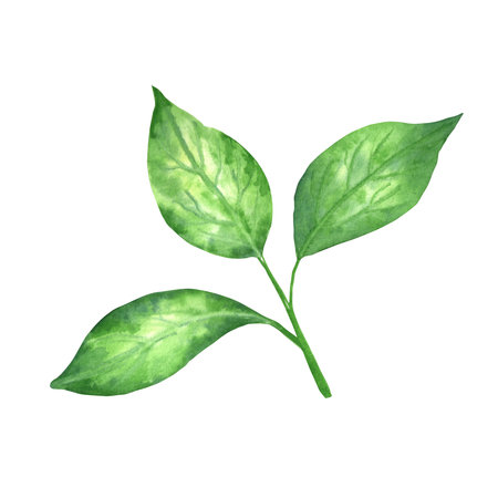 Hand-painted watercolor leaves. Bright green isolated elements. Can be used for printing on paper, textile and other products.の写真素材