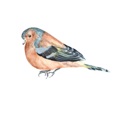 Hand-drawn watercolor sitting chaffinchの写真素材