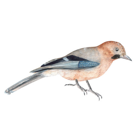 Hand-drawn watercolor jay birdの写真素材