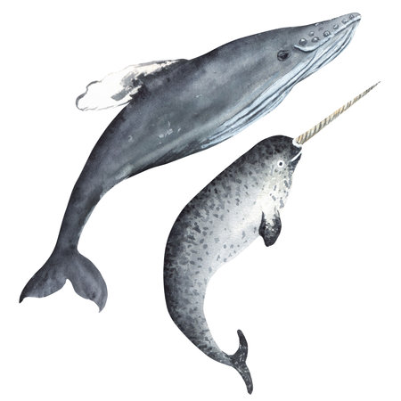 Hand drawn watercolor narwhal and a whaleの写真素材