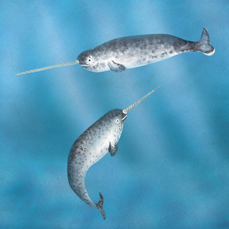 Hand drawn watercolor narwhals under waterの写真素材