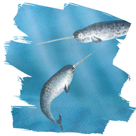 Hand drawn watercolor narwhalsの写真素材