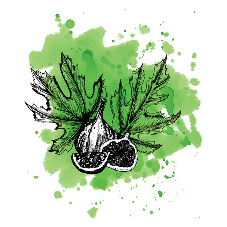 Hand-drawn black and white ink illustration. on watercolor background Fresh, ripe fig fruit and slices and leaves. Vectorのイラスト素材
