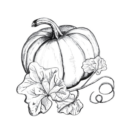Hand-drawn ink illustration. A big pumpkin with leaves for any print design. Vectorのイラスト素材