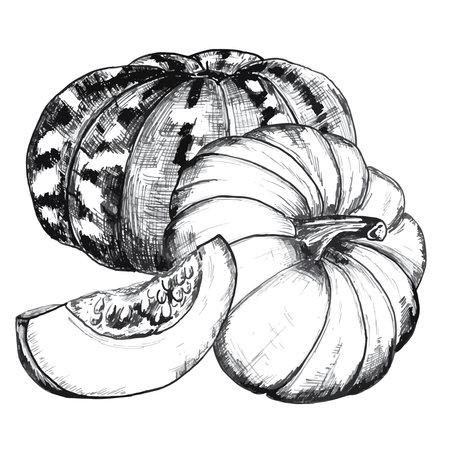 Hand-drawn ink illustration. Two big pumpkins with slice for any print design. Vectorのイラスト素材